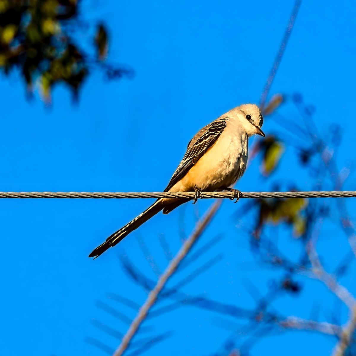 エンビタイランチョウ - ML645985126