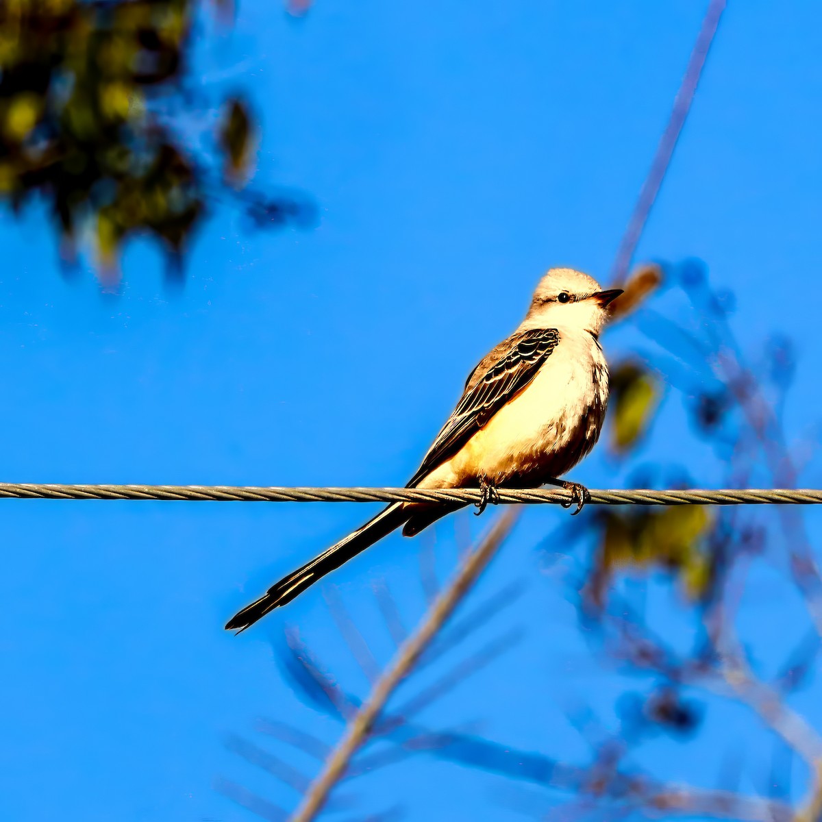 エンビタイランチョウ - ML645985127