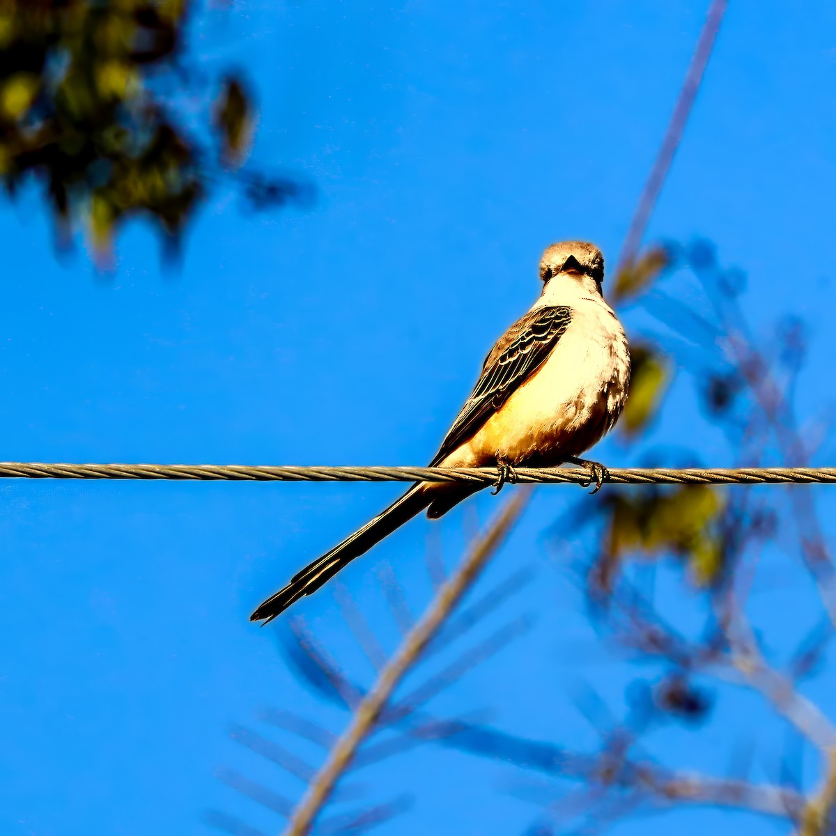 エンビタイランチョウ - ML645985129