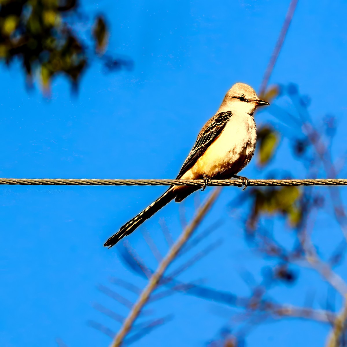 エンビタイランチョウ - ML645985130