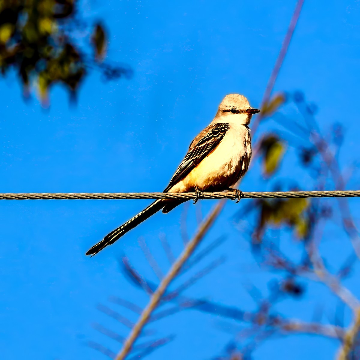 エンビタイランチョウ - ML645985131