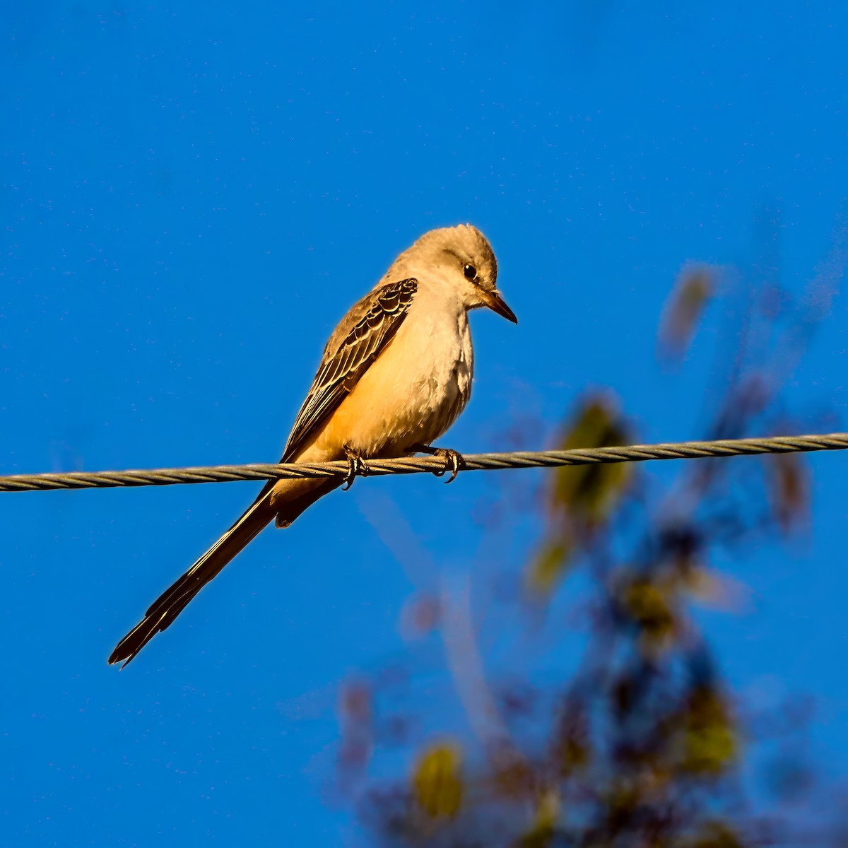 エンビタイランチョウ - ML645985132