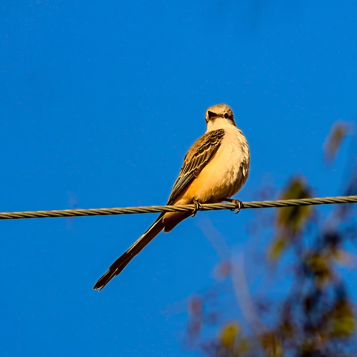 エンビタイランチョウ - ML645985133