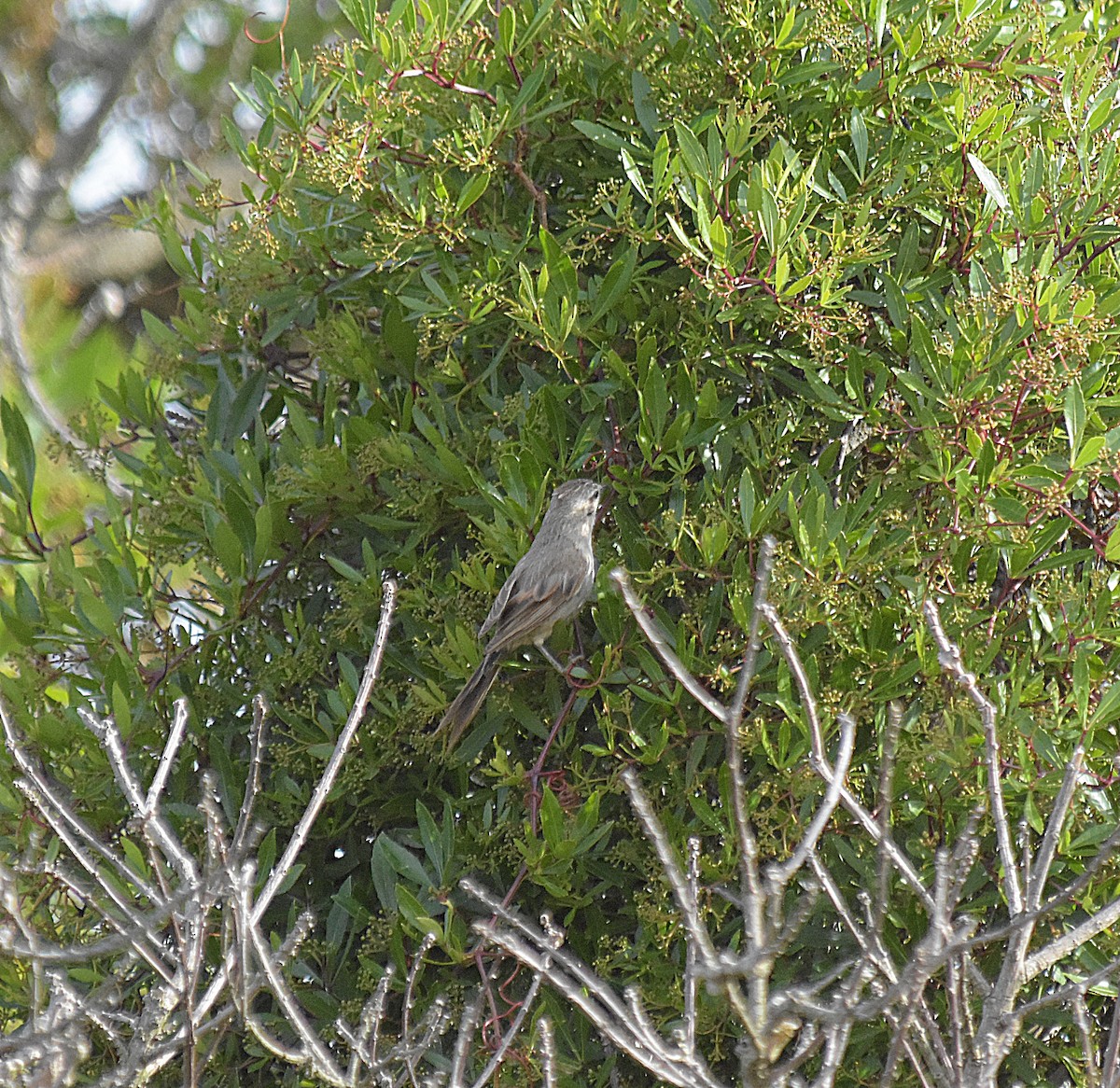 エボシエナガカマドドリ - ML645985134