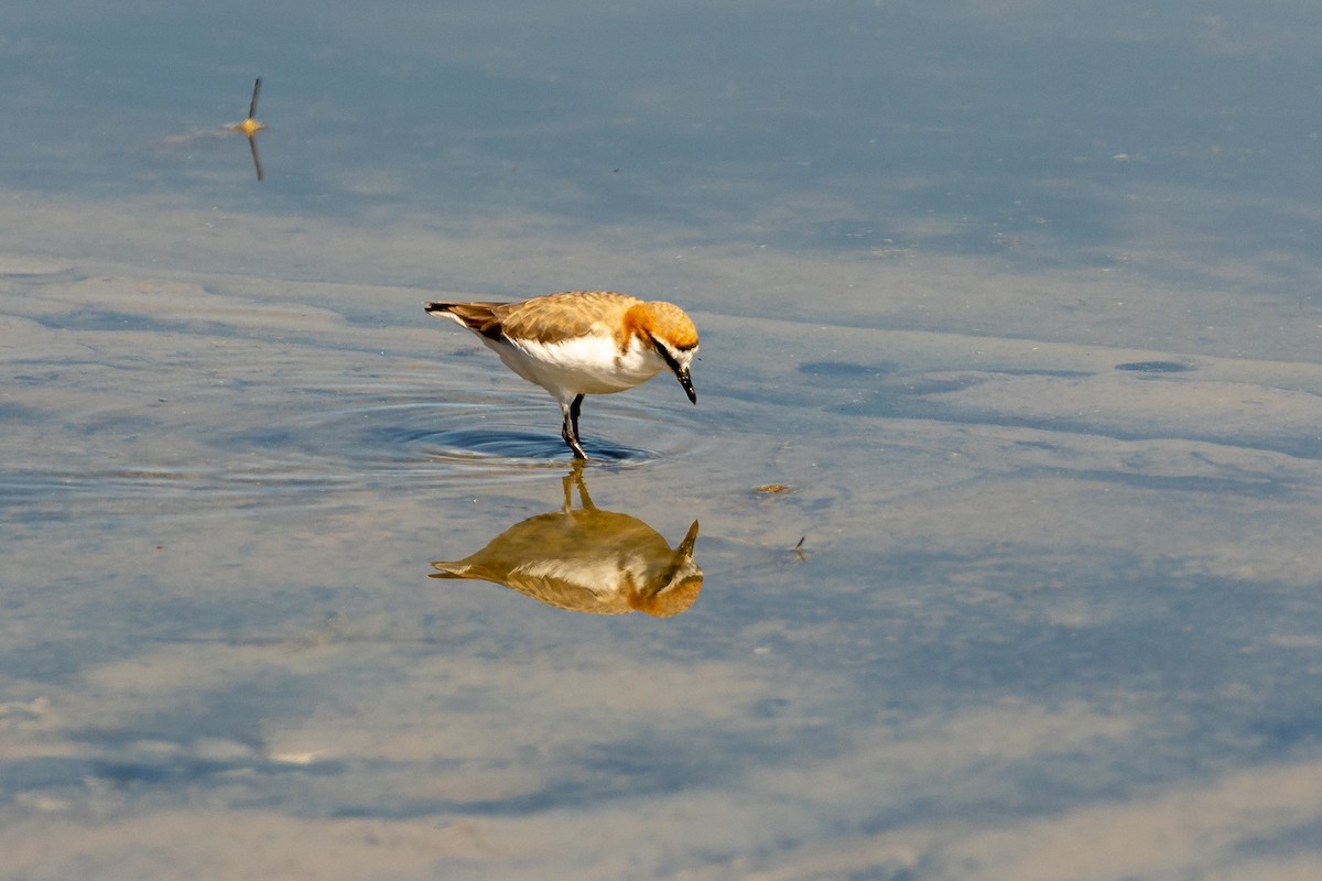 アカエリシロチドリ - ML645985135