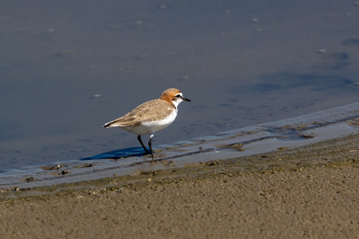 アカエリシロチドリ - ML645985136