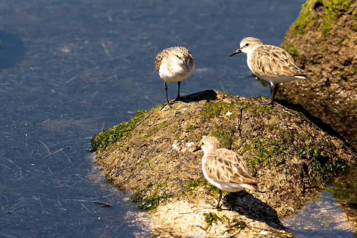 トウネン - ML645985137
