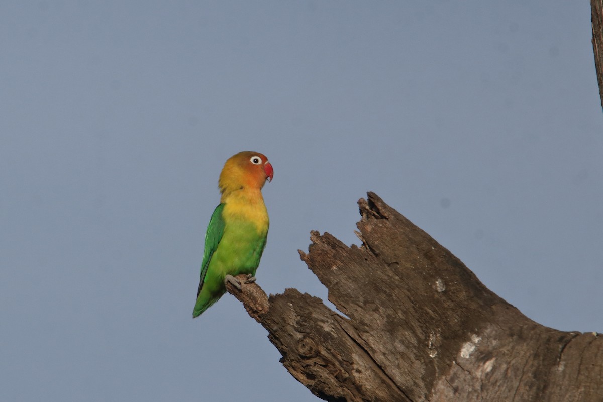 雑種 ルリゴシボタンインコ ｘ キエリボタンインコ - ML645985138