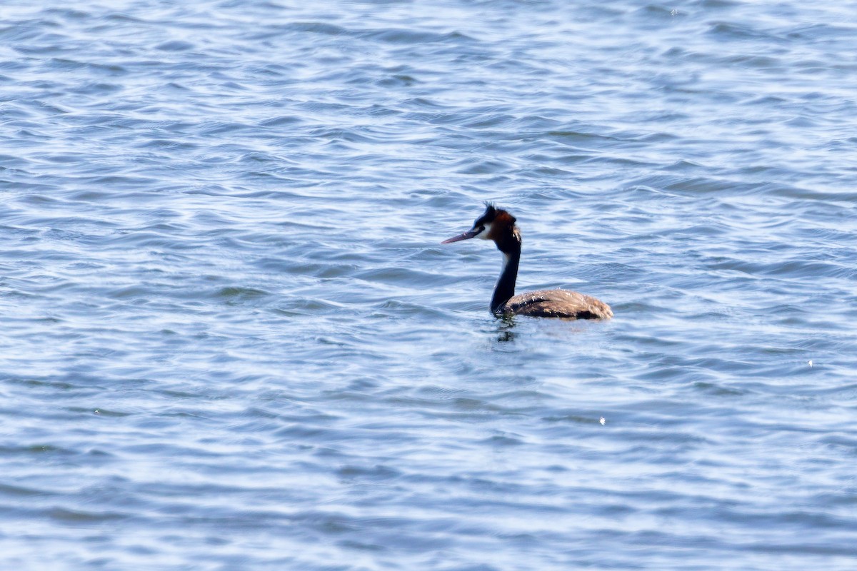 カンムリカイツブリ - ML645985144