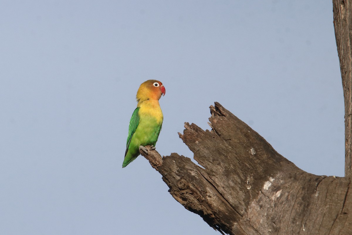 rødhodeamorpapitt x svarthodeamorpapitt (hybrid) - ML645985147