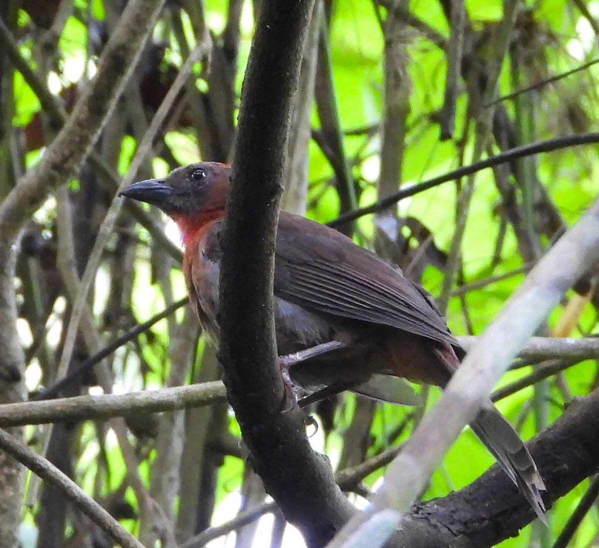 ノドアカアリフウキンチョウ - ML645985148