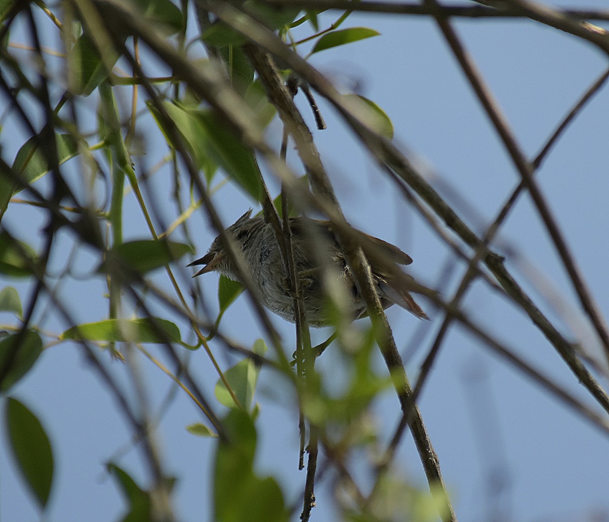 エボシエナガカマドドリ - ML645985149
