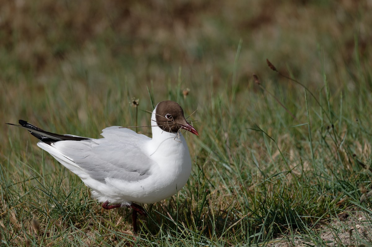 ユリカモメ - ML645985150