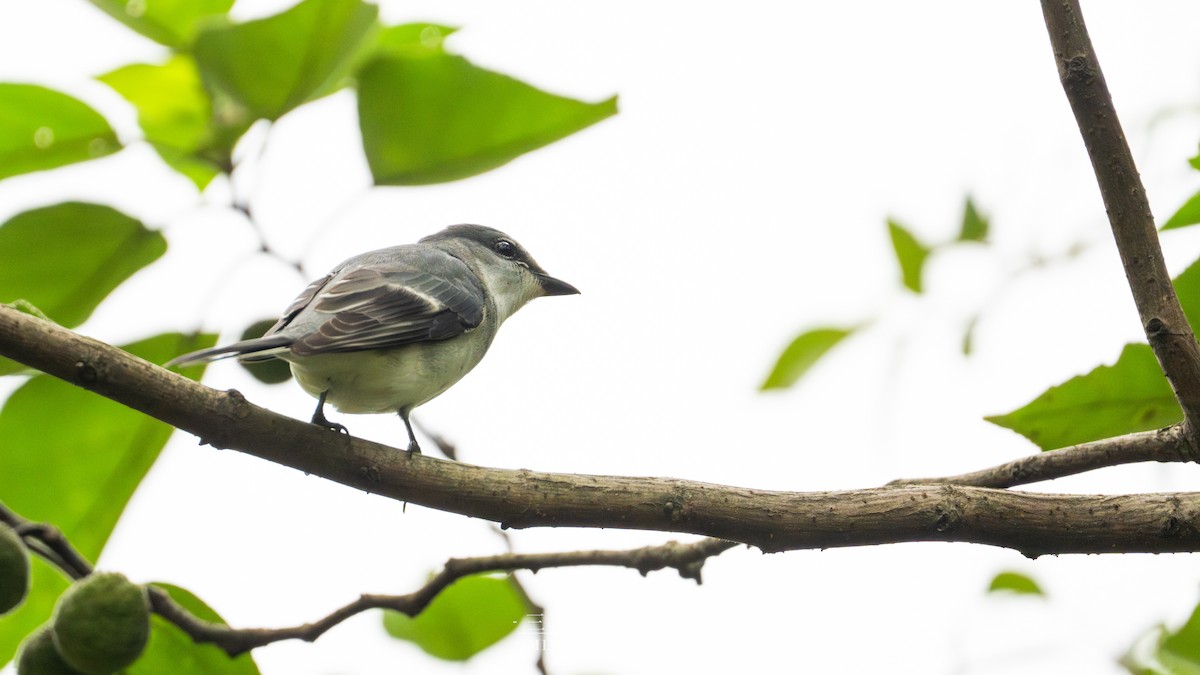 Kül Rengi Minivet - ML645985152