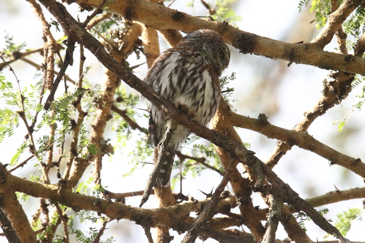 İncili Serçe Baykuşu - ML645985156