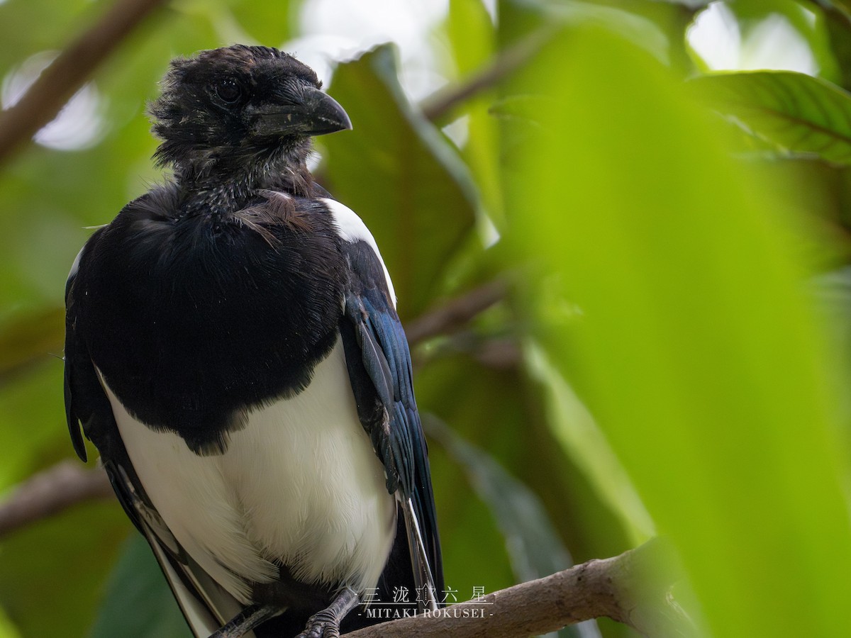 Çin Saksağanı - ML645985159