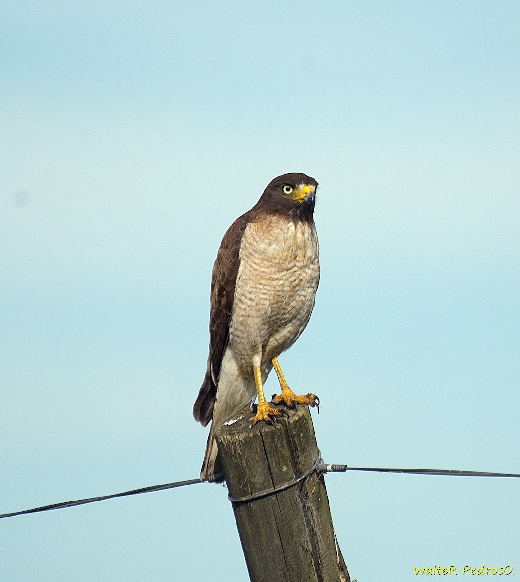 Yol Şahini - ML645985160