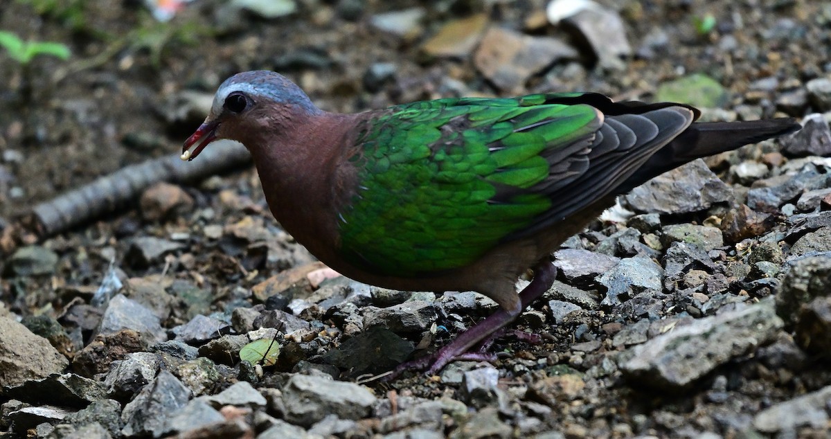 Zümrütkanat Kumru - ML645985162