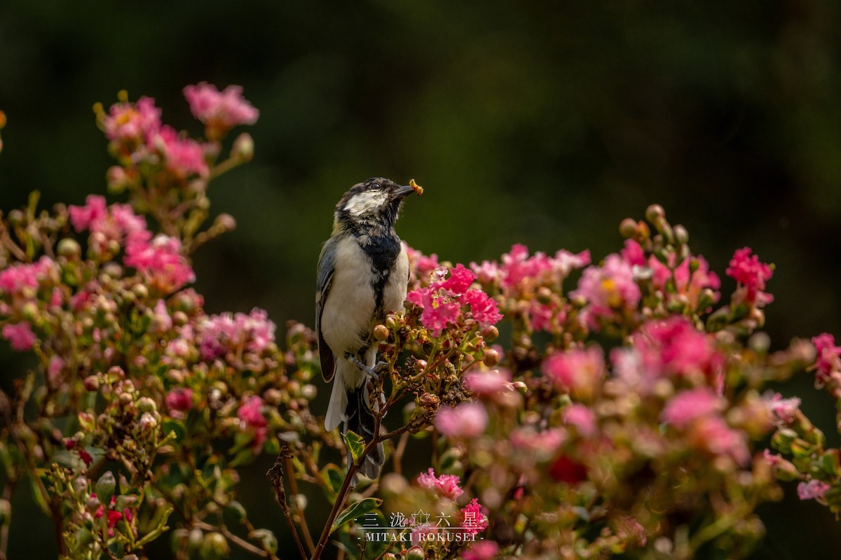 Akça Büyük Baştankara [minor grubu] - ML645985163