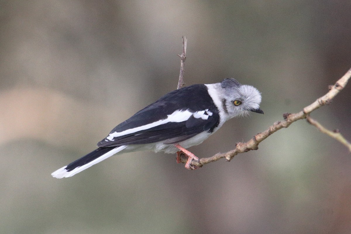 gråtopphjelmvarsler - ML645985164