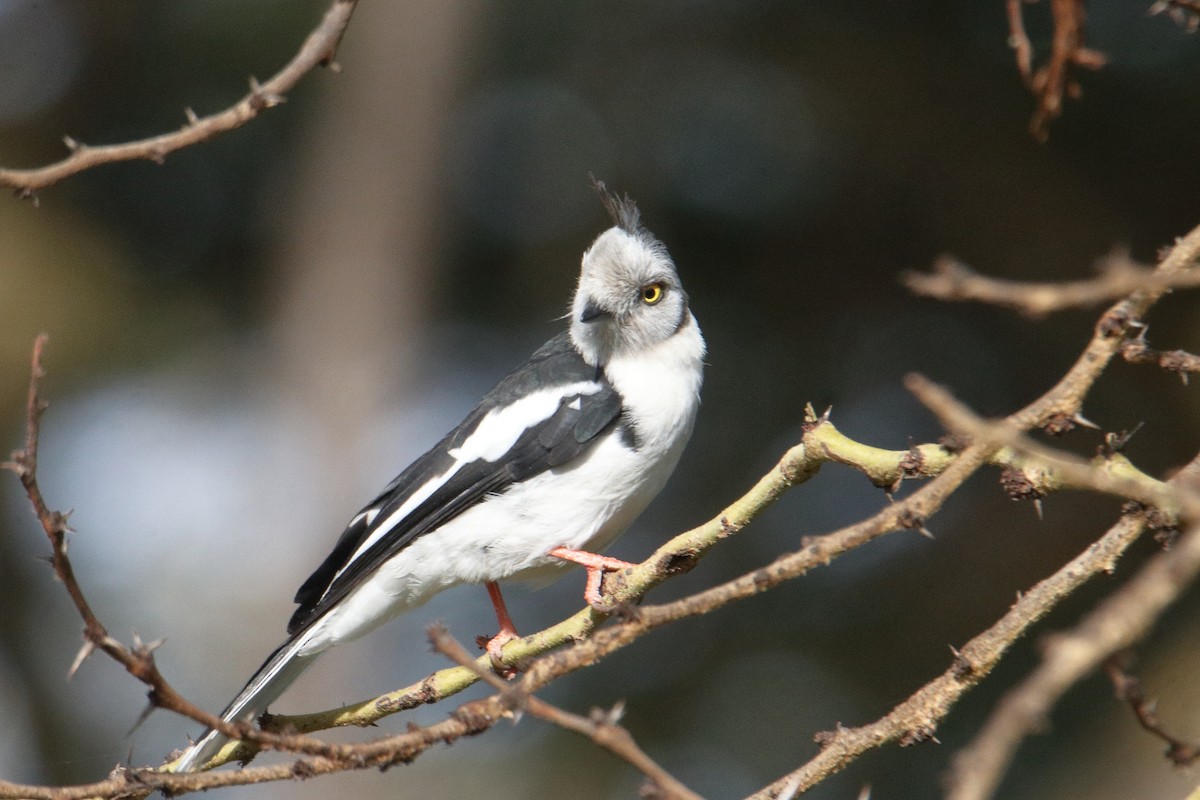 gråtopphjelmvarsler - ML645985165