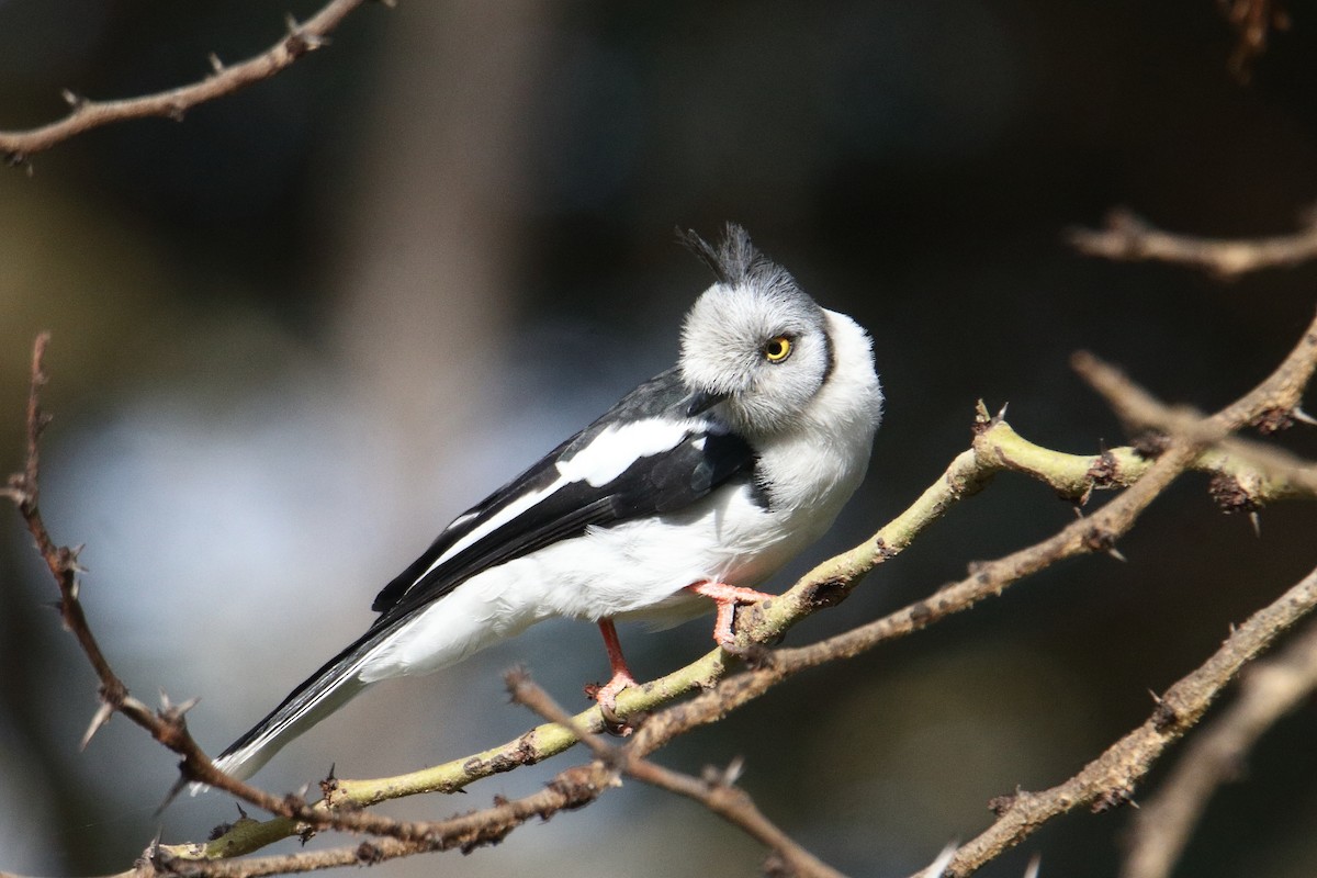 gråtopphjelmvarsler - ML645985166