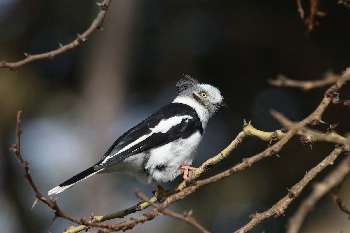 Gray-crested Helmetshrike - ML645985167