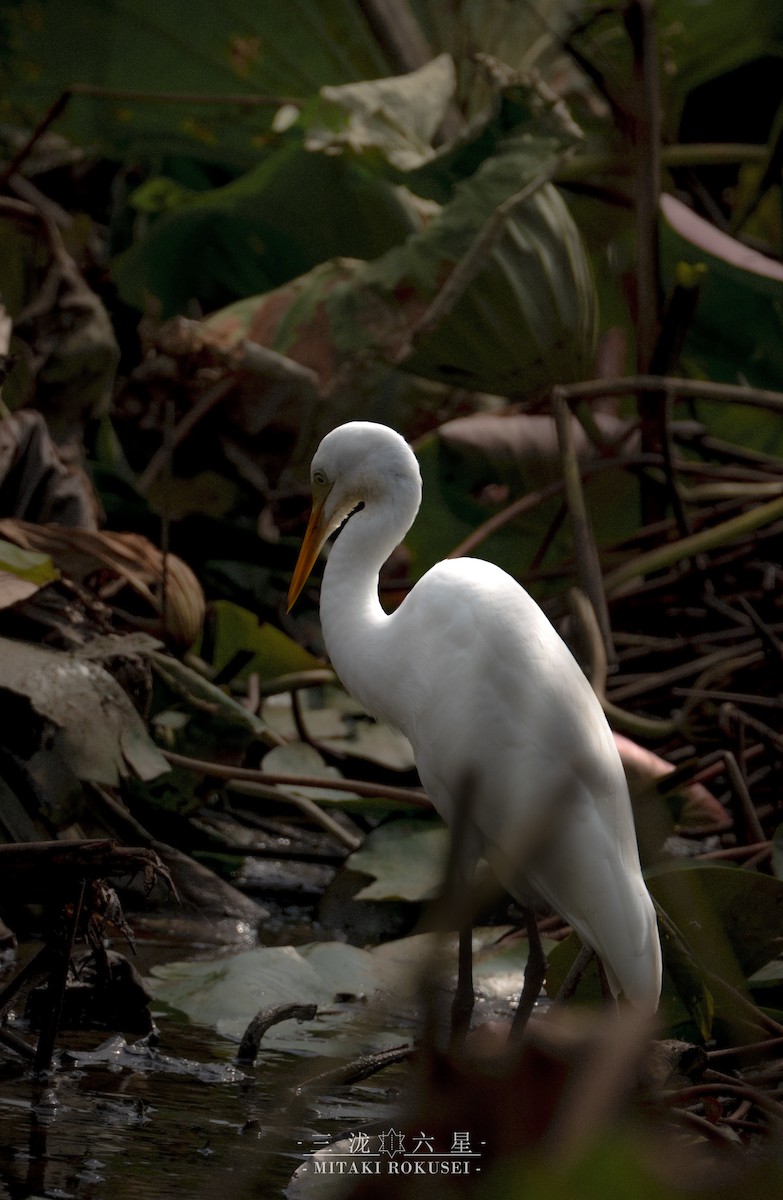 Asya Ortanca Balıkçılı - ML645985168