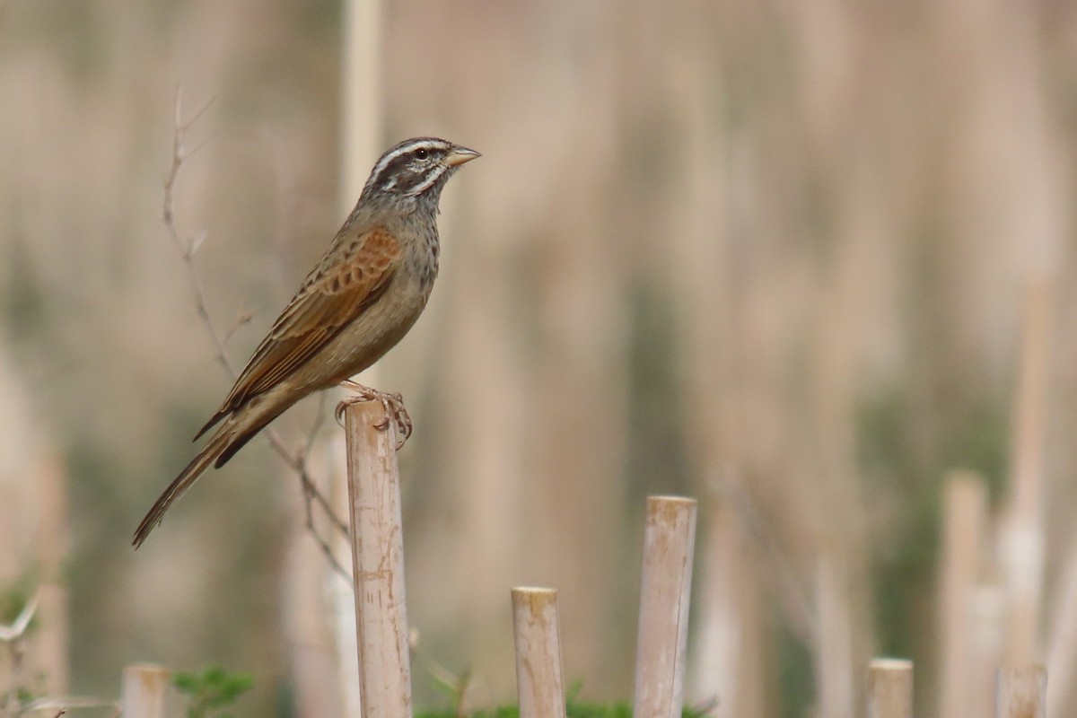 Çöl Çintesi - ML645985170