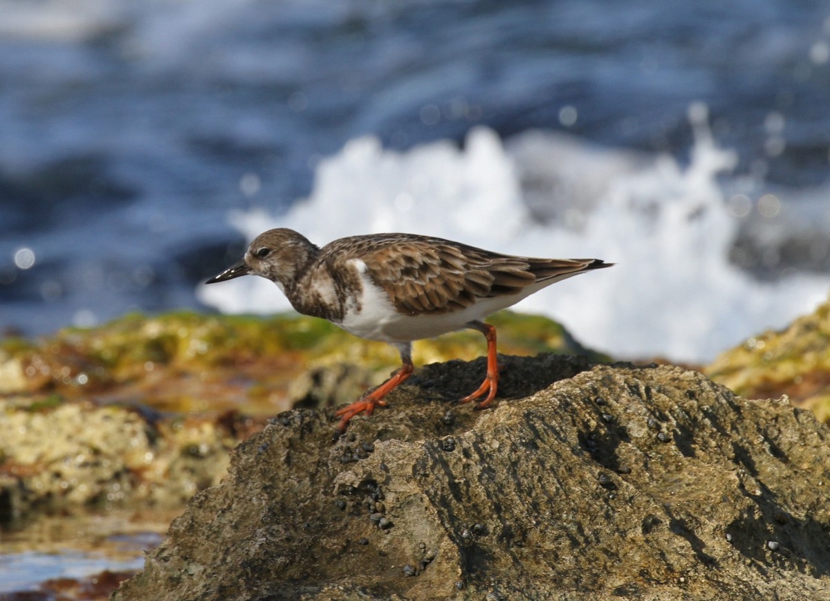 Taşçeviren - ML645985171