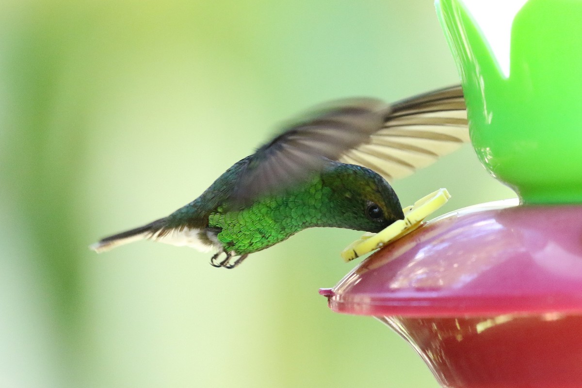 Bakır Başlı Zümrüt - ML645985172