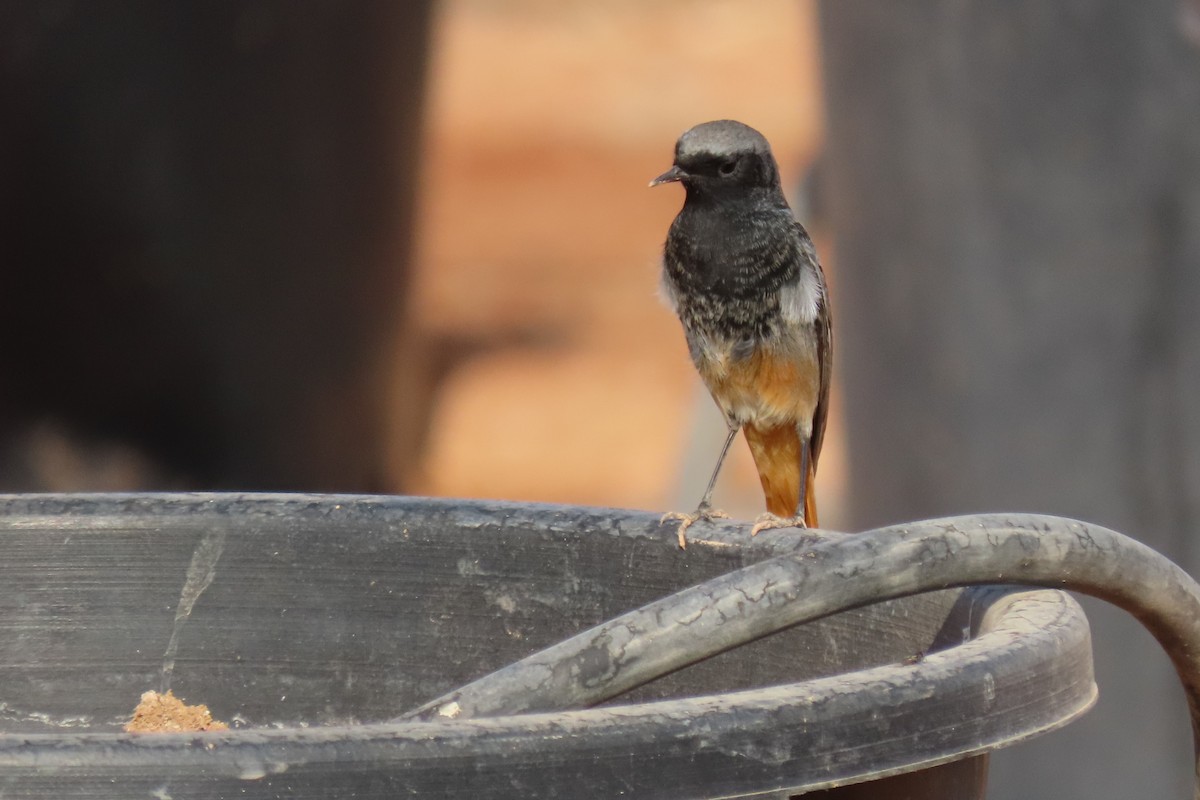 svartrødstjert - ML645985173