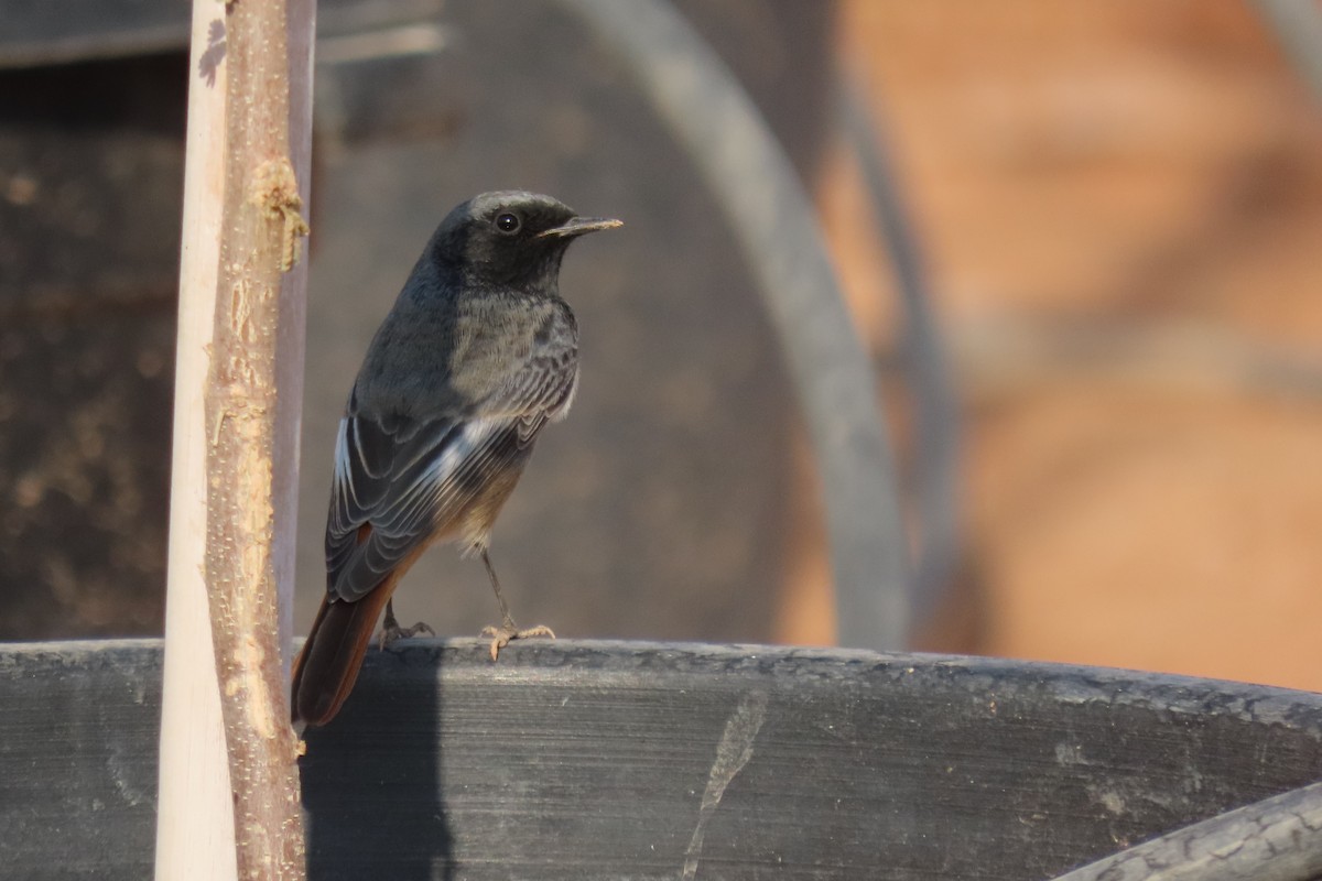 svartrødstjert - ML645985174