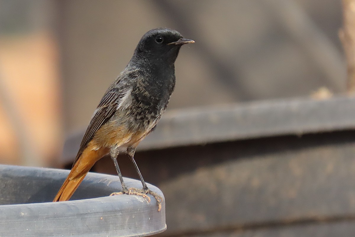 svartrødstjert - ML645985175