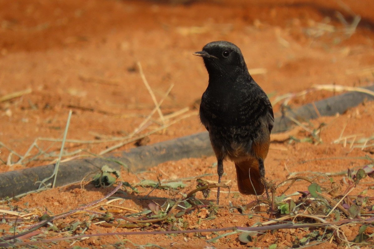 Kara Kızılkuyruk - ML645985176