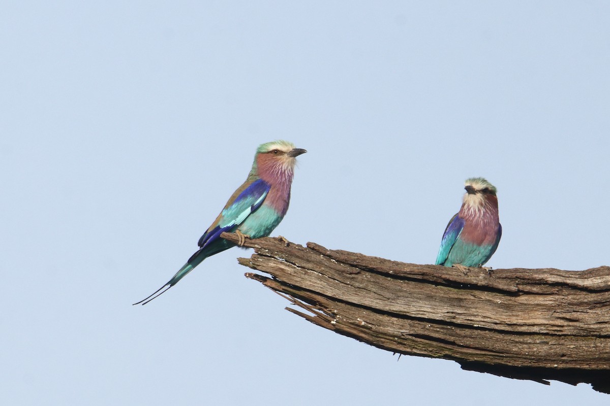 savanneråke - ML645985179