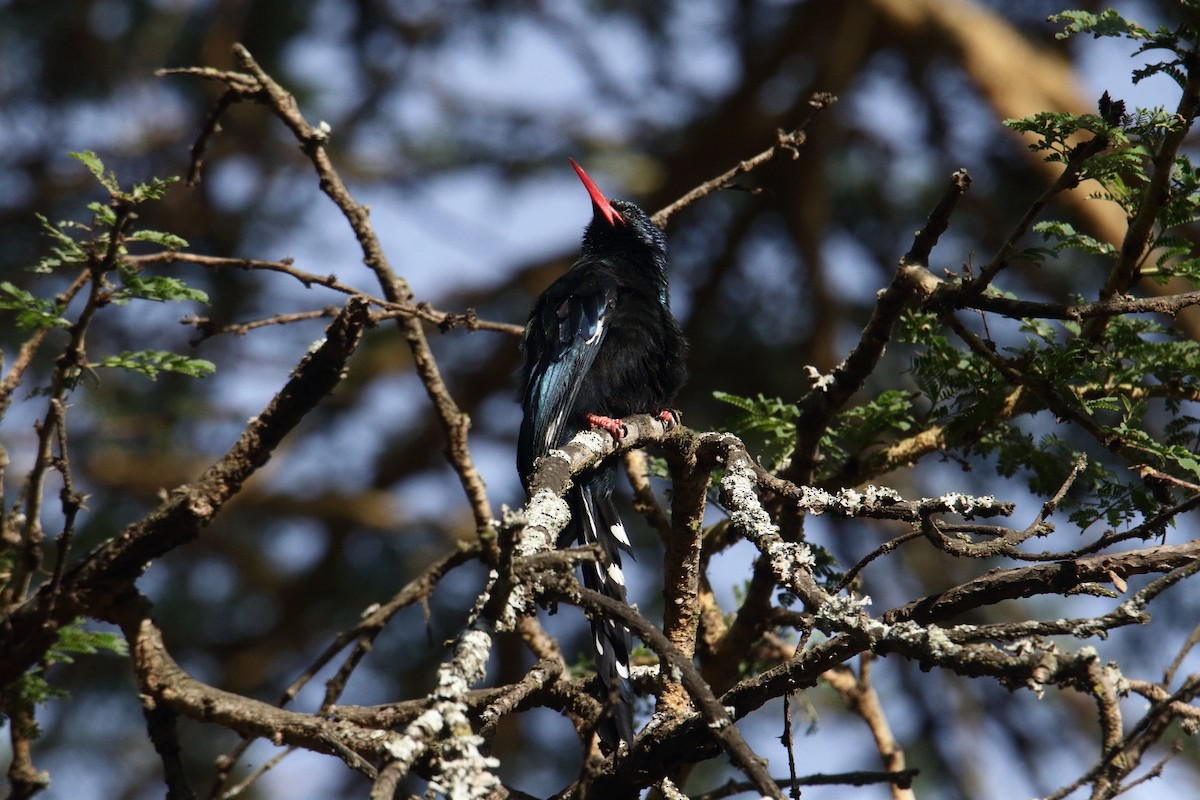 grønnkakelar - ML645985180