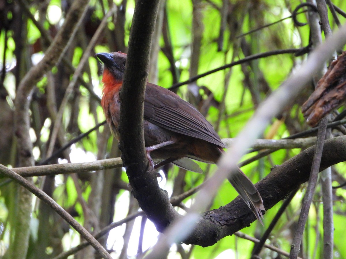 rødstrupemaurtanagar - ML645985181