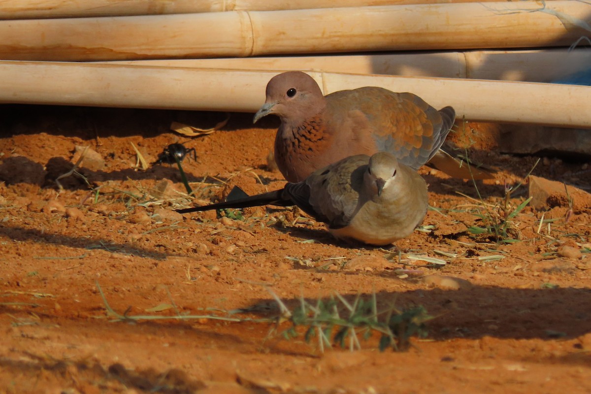 maskedue - ML645985182