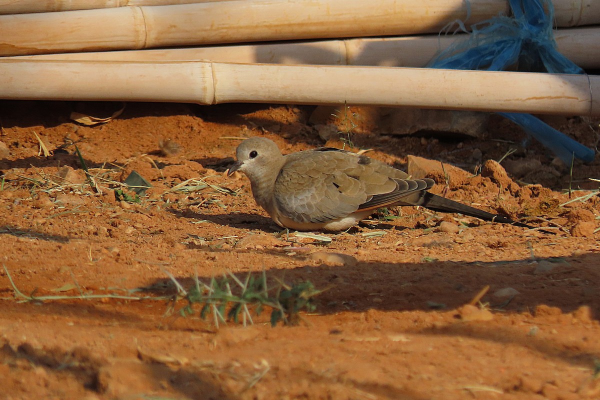 maskedue - ML645985183