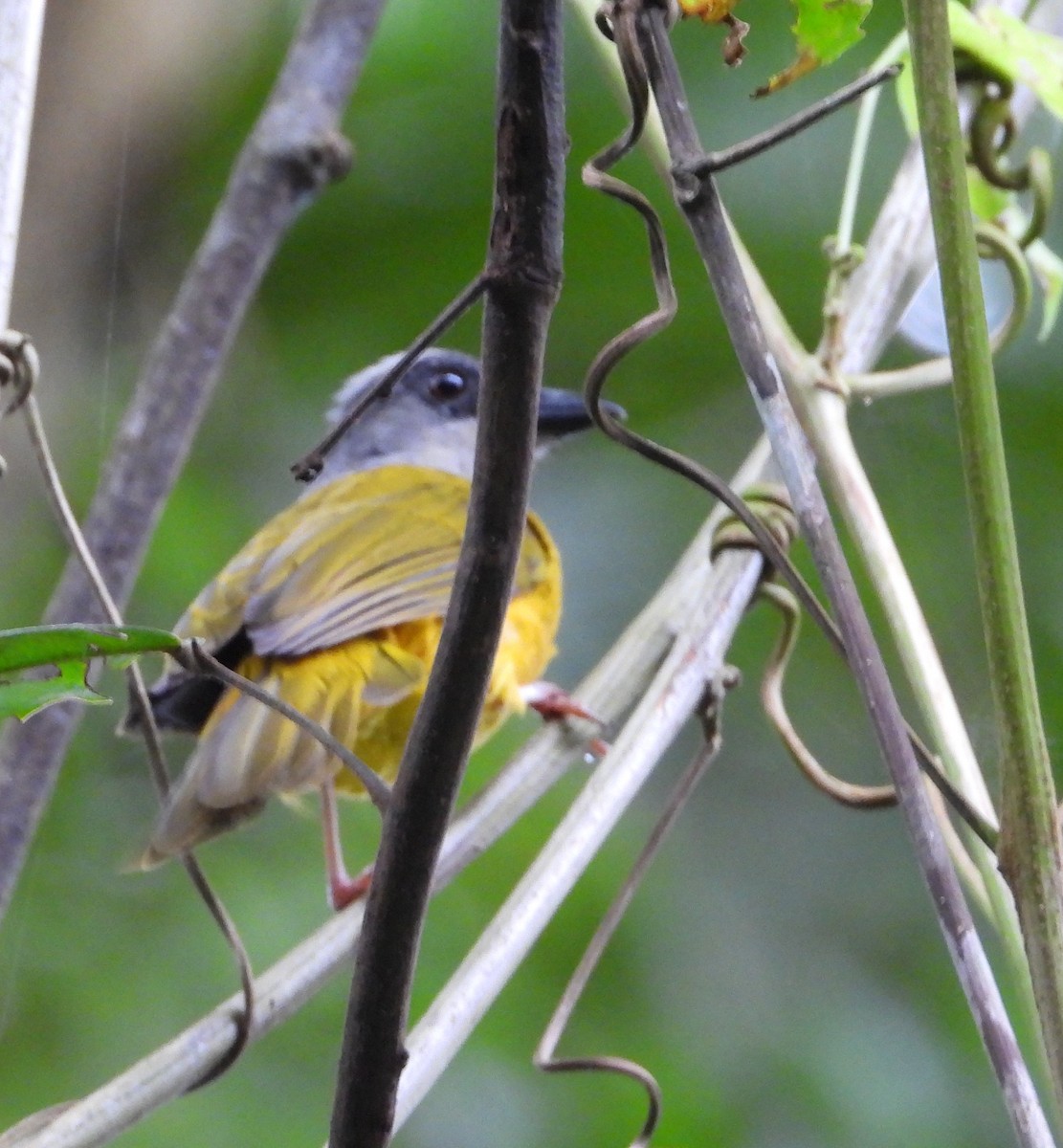 gråhodetanagar - ML645985185