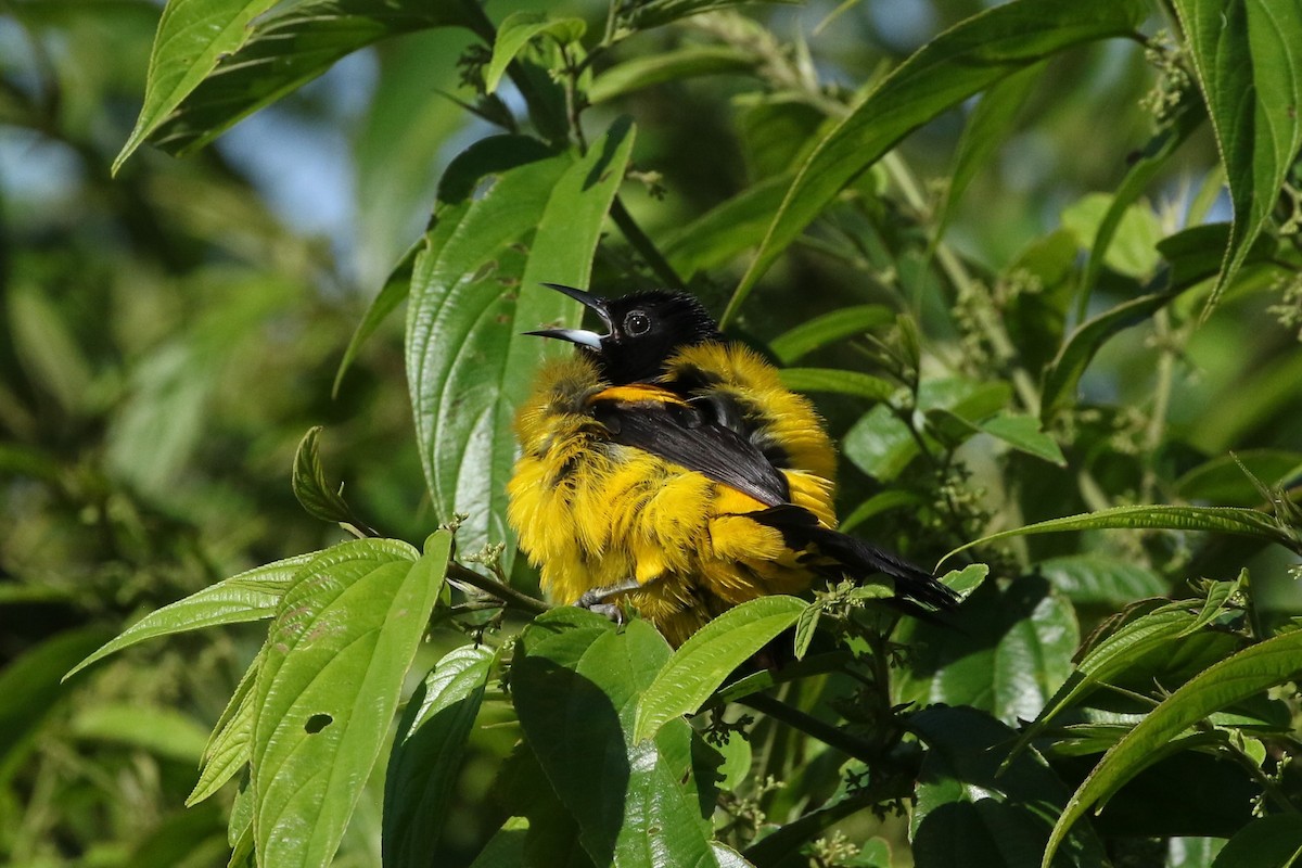 svartkappetrupial - ML645985186