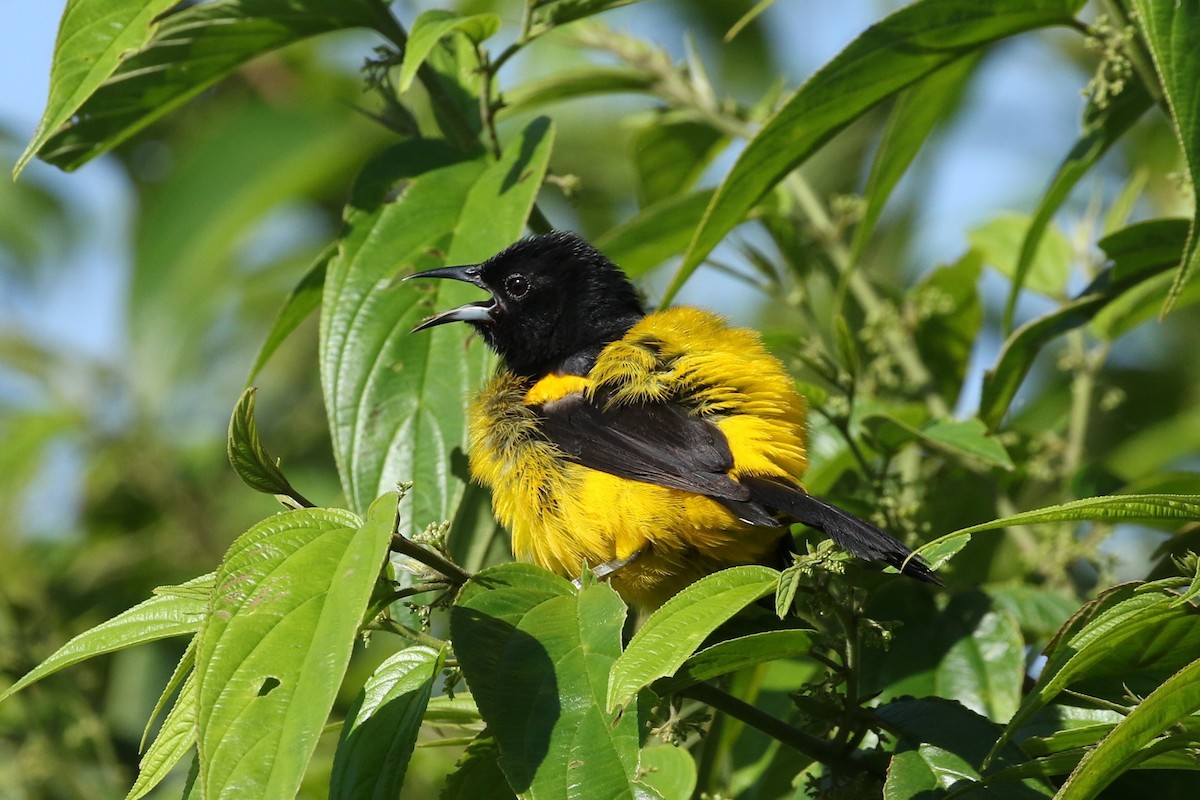 svartkappetrupial - ML645985187