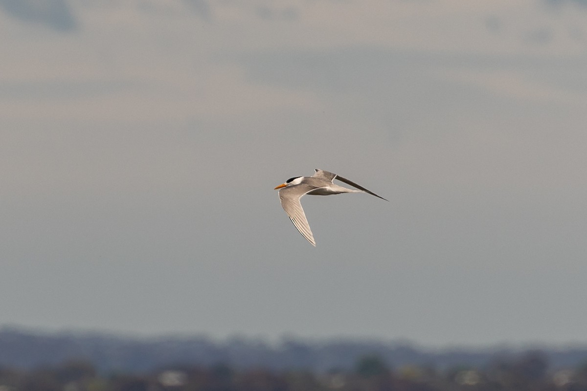 hinduterne - ML645985188