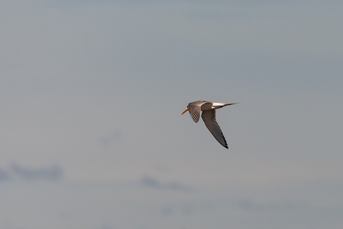 hinduterne - ML645985189