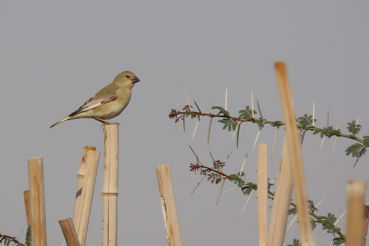 svartnebbfink - ML645985190