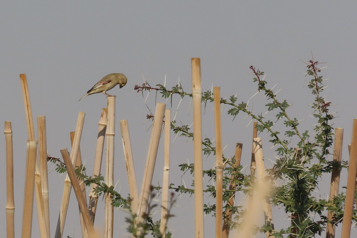 svartnebbfink - ML645985191