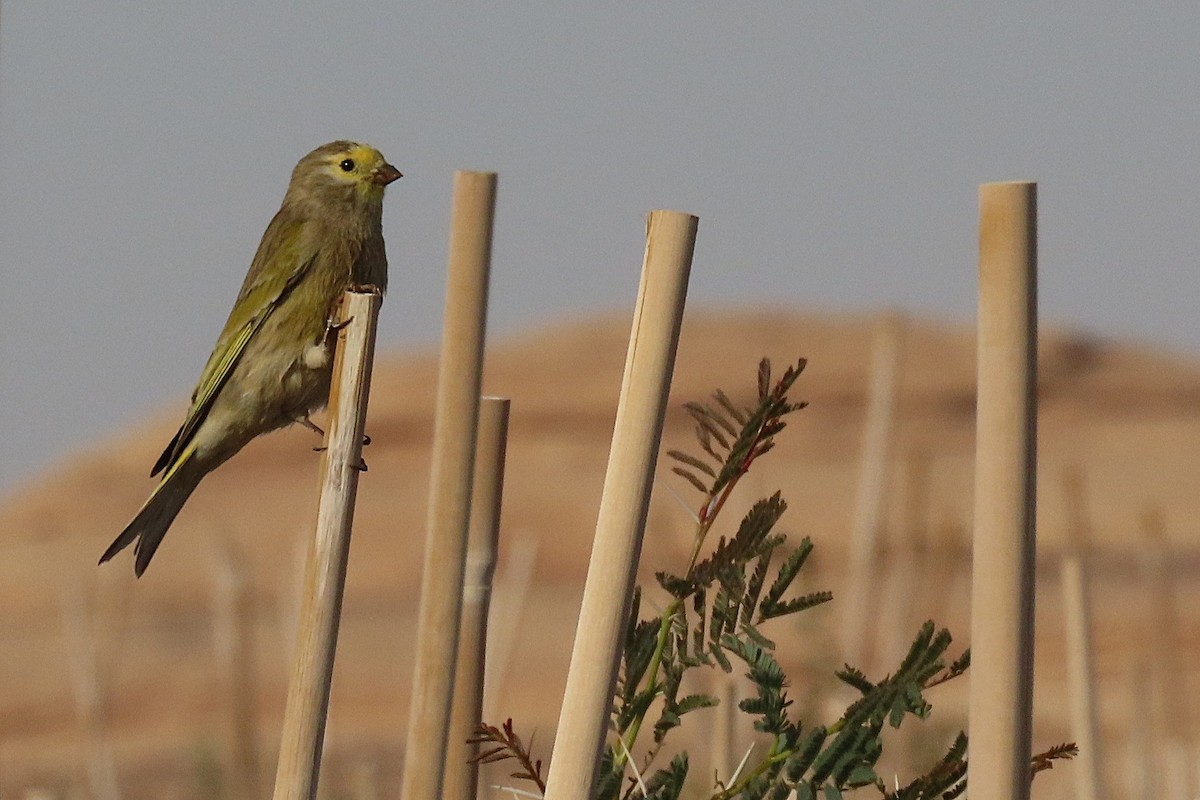 syriairisk - ML645985193