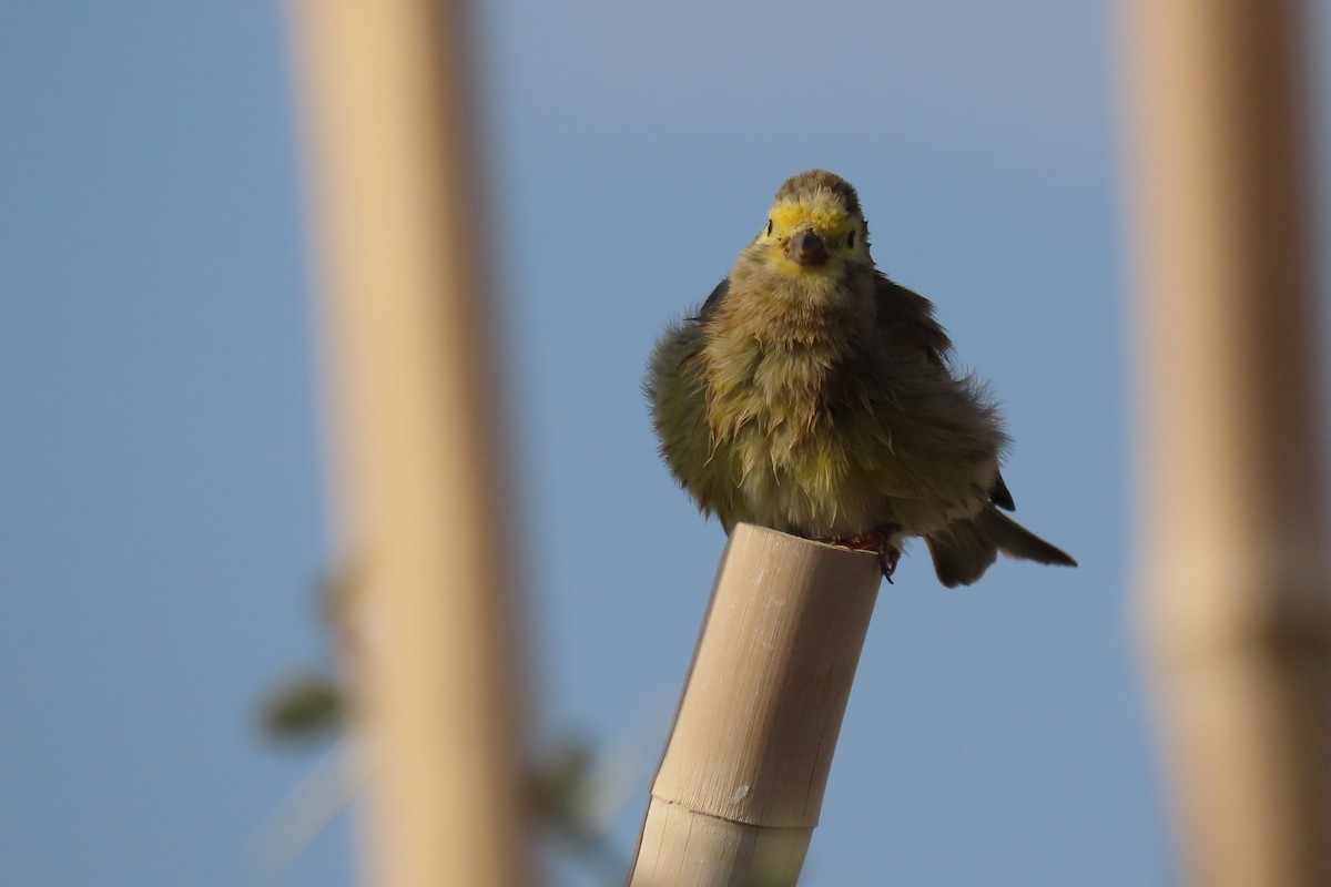 syriairisk - ML645985194