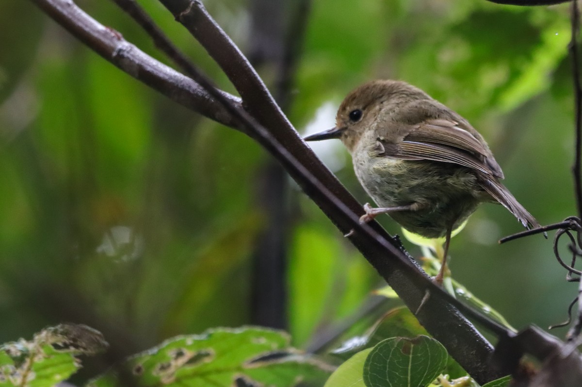 langnebbkrattsmett - ML645985195